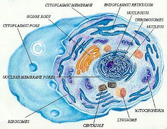 cell3.jpg