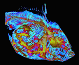 contrastxraysmfish.gif