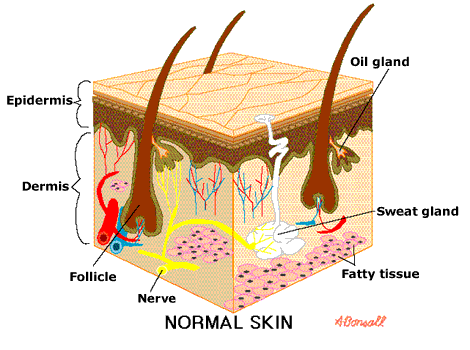 normalskin.gif