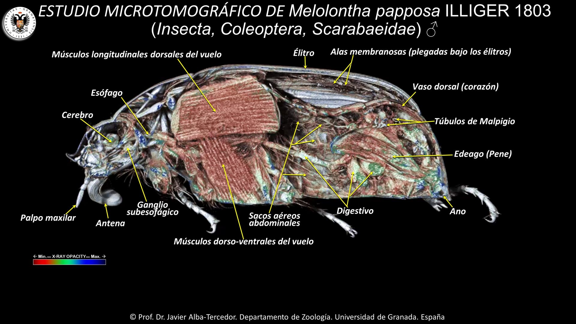 1. Internal anatomy of the beetle Melolontha papposa