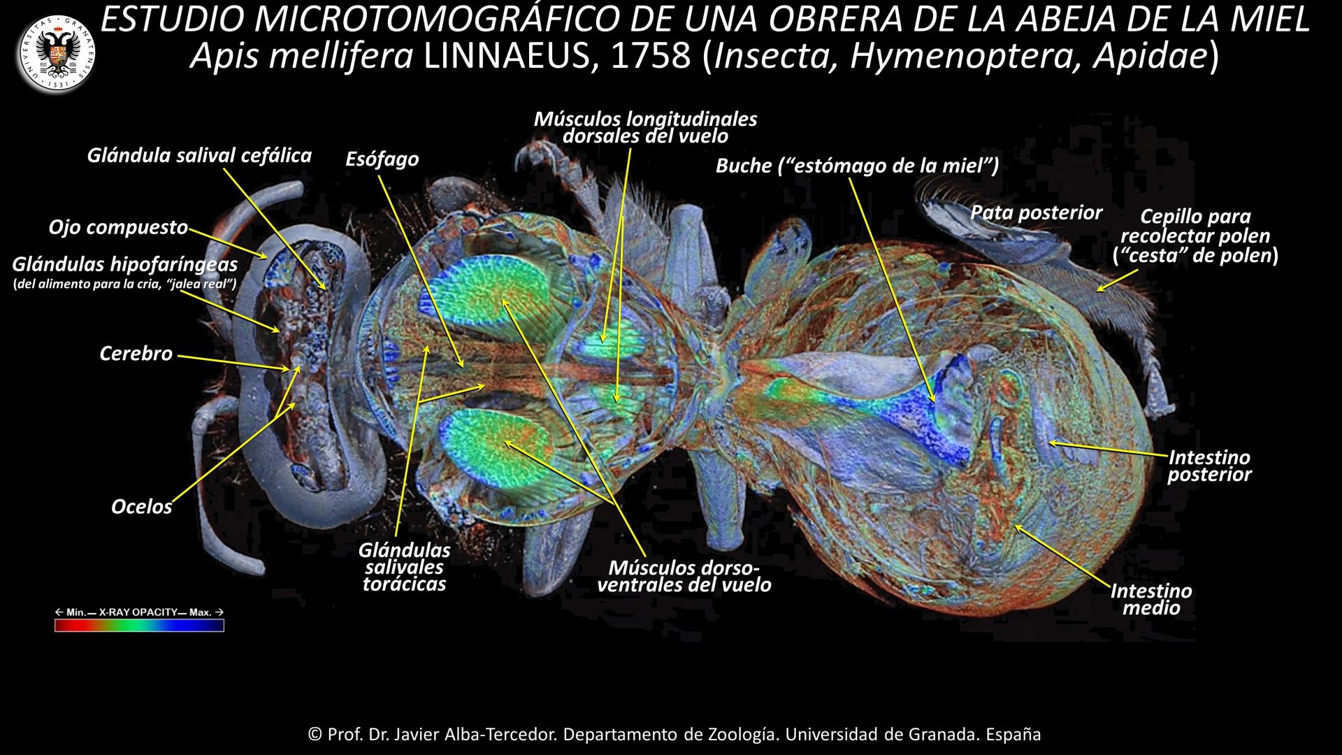 2. Internal anatomy of the honey bee