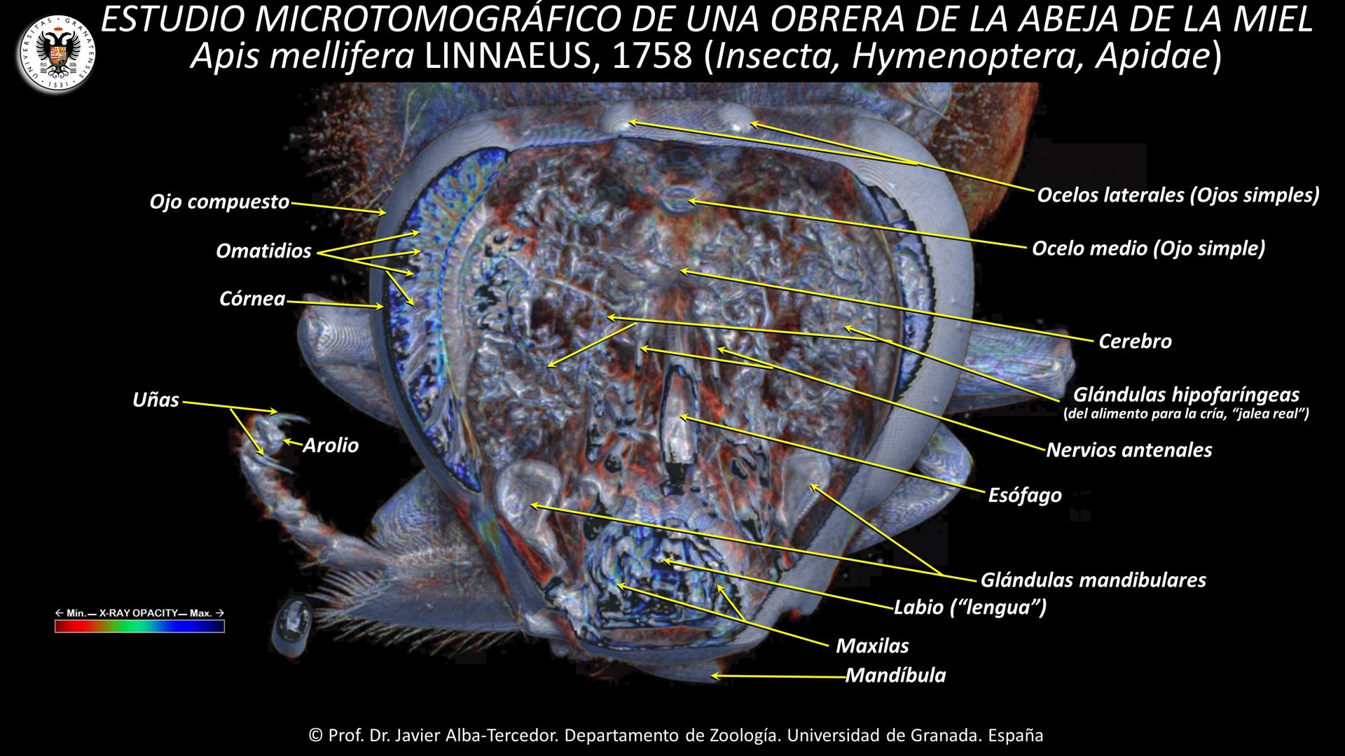 4. The inside of a bee’s head