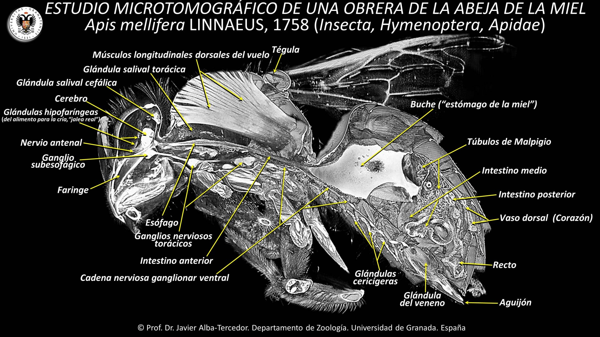 5. Internal anatomy of the honey bee