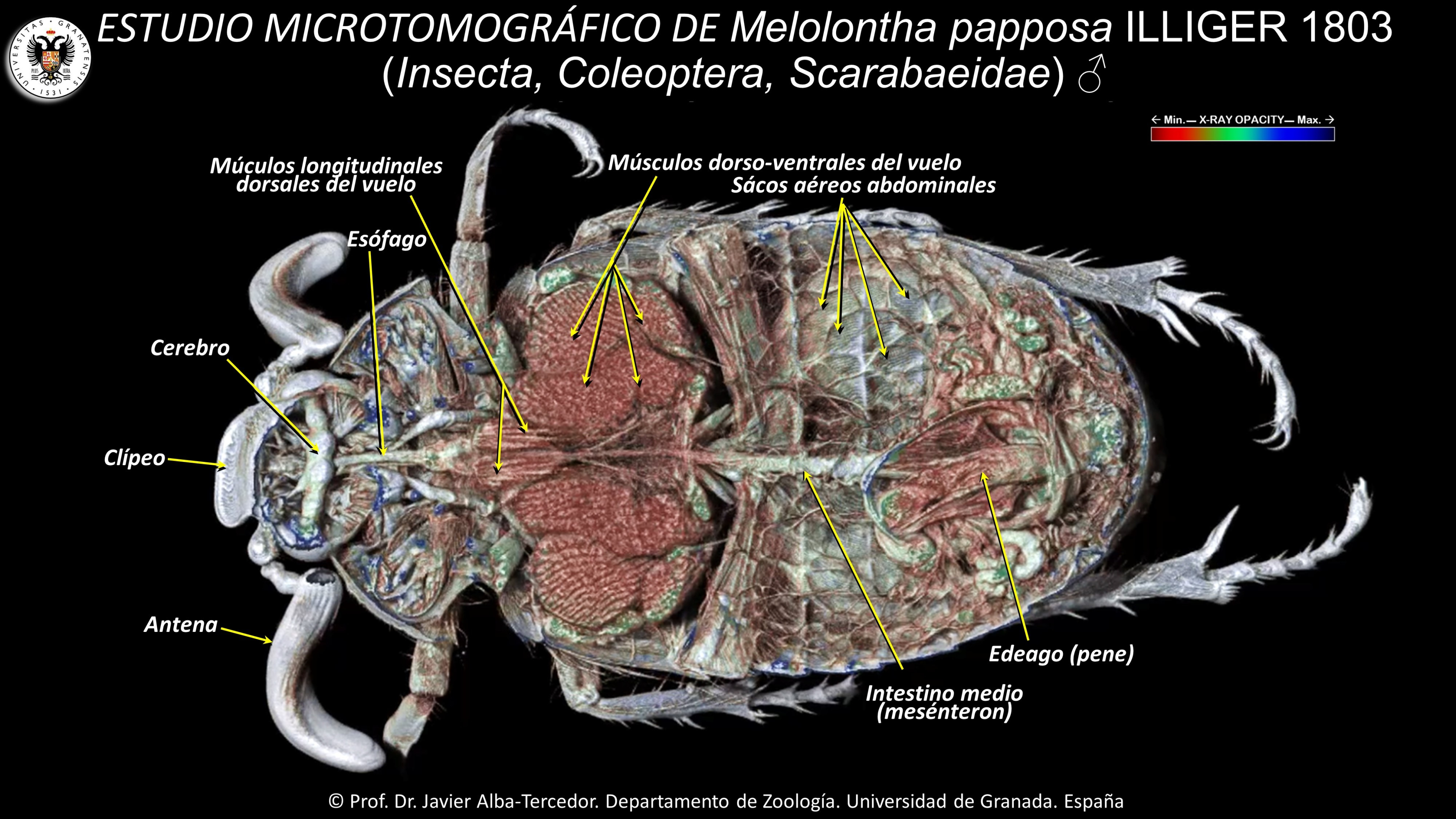 6. Internal anatomy of the beetle Melolontha papposa