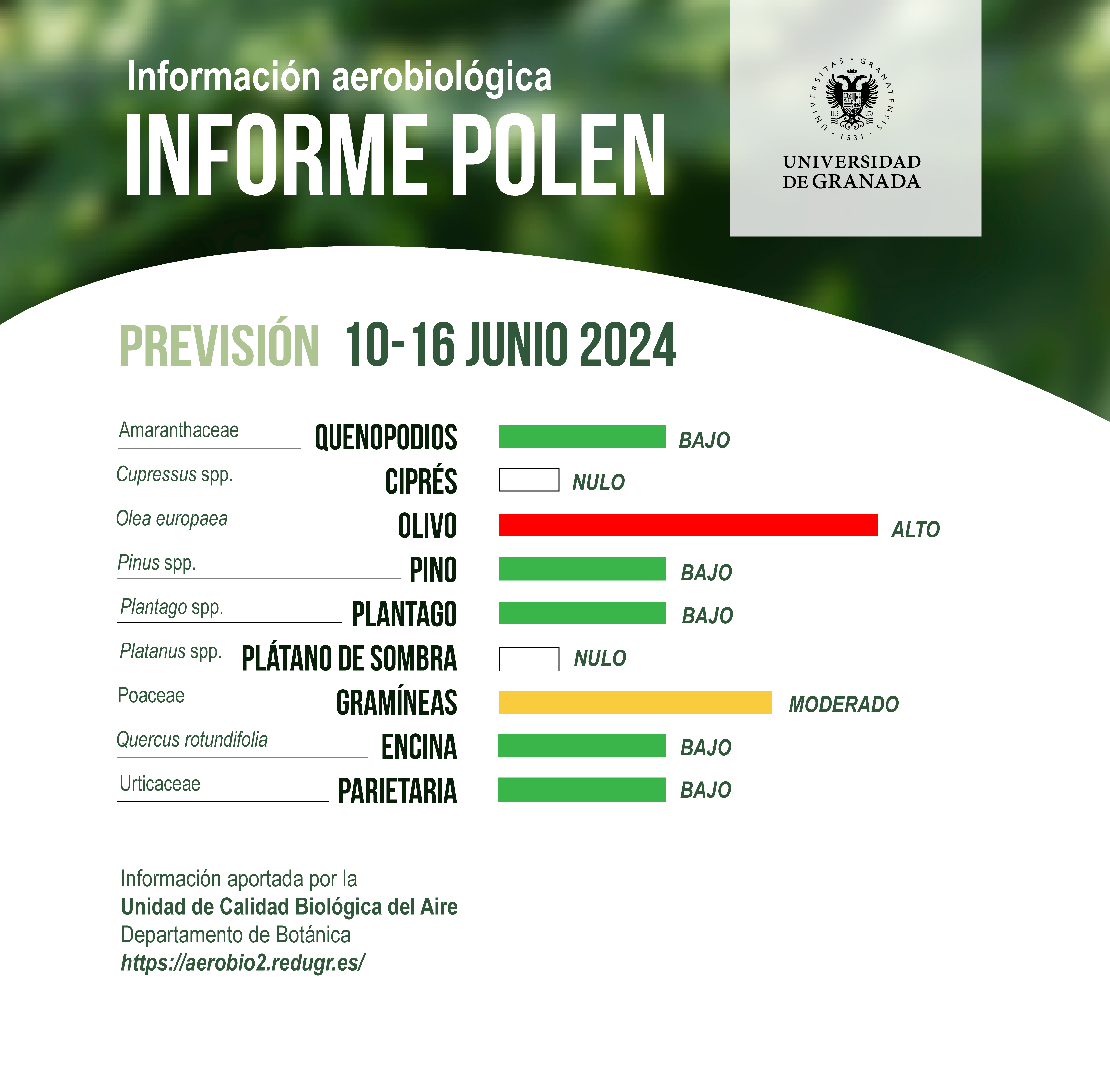 Los niveles de polen de olivo y gramíneas continúan en descenso