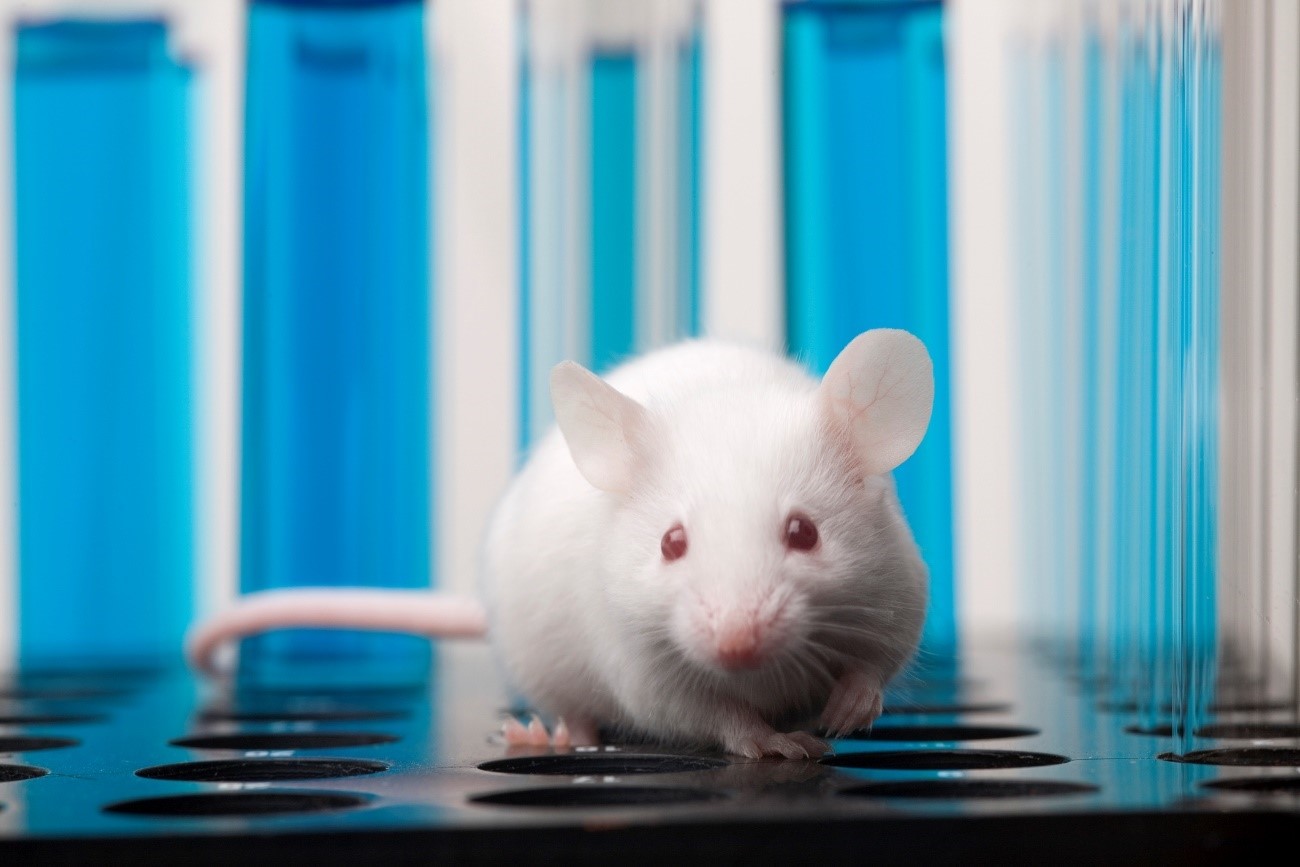 imagen de recurso: ratón de laboratorio