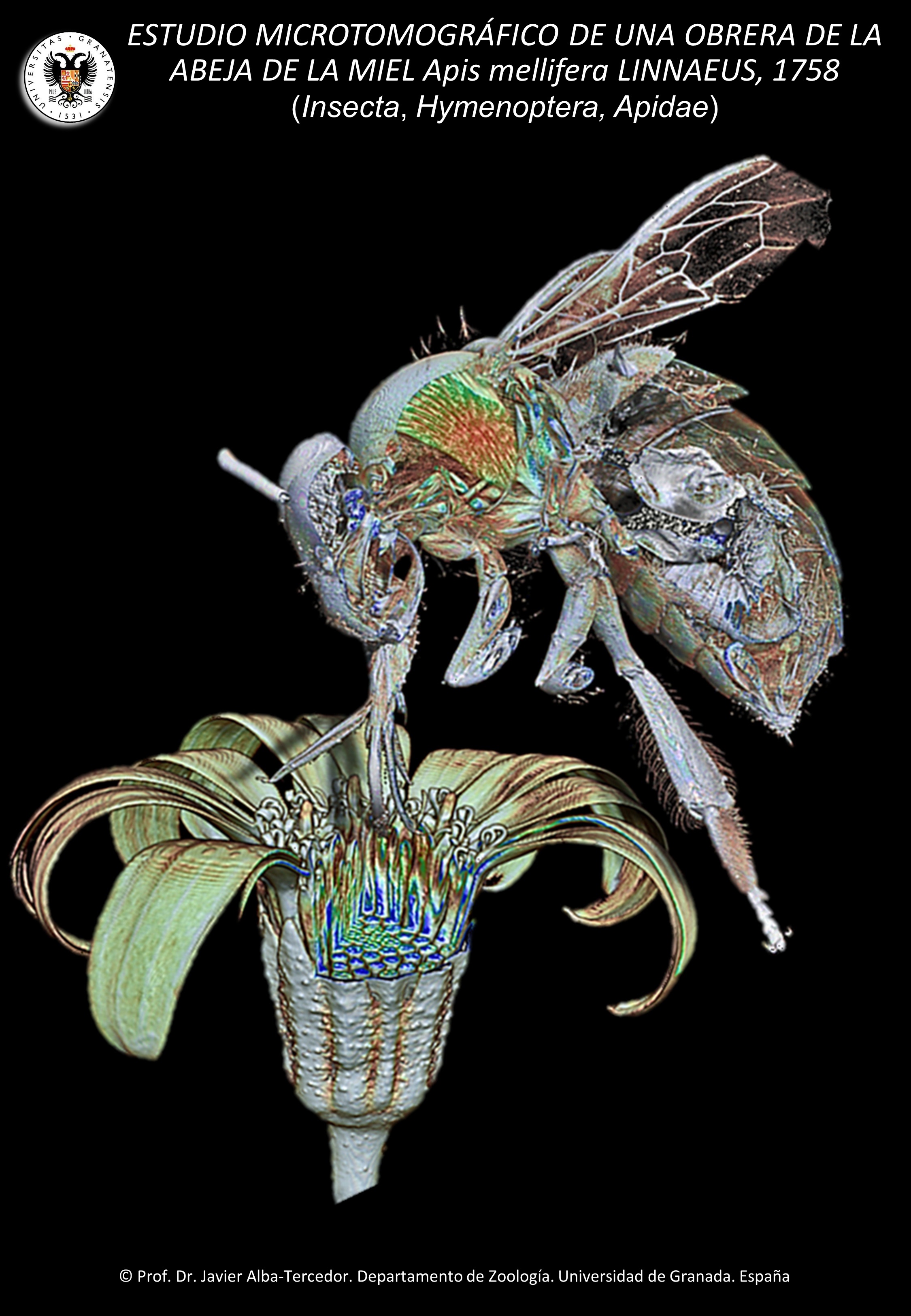 Imagen microtomografica de una abeja obrera livbando en una flor