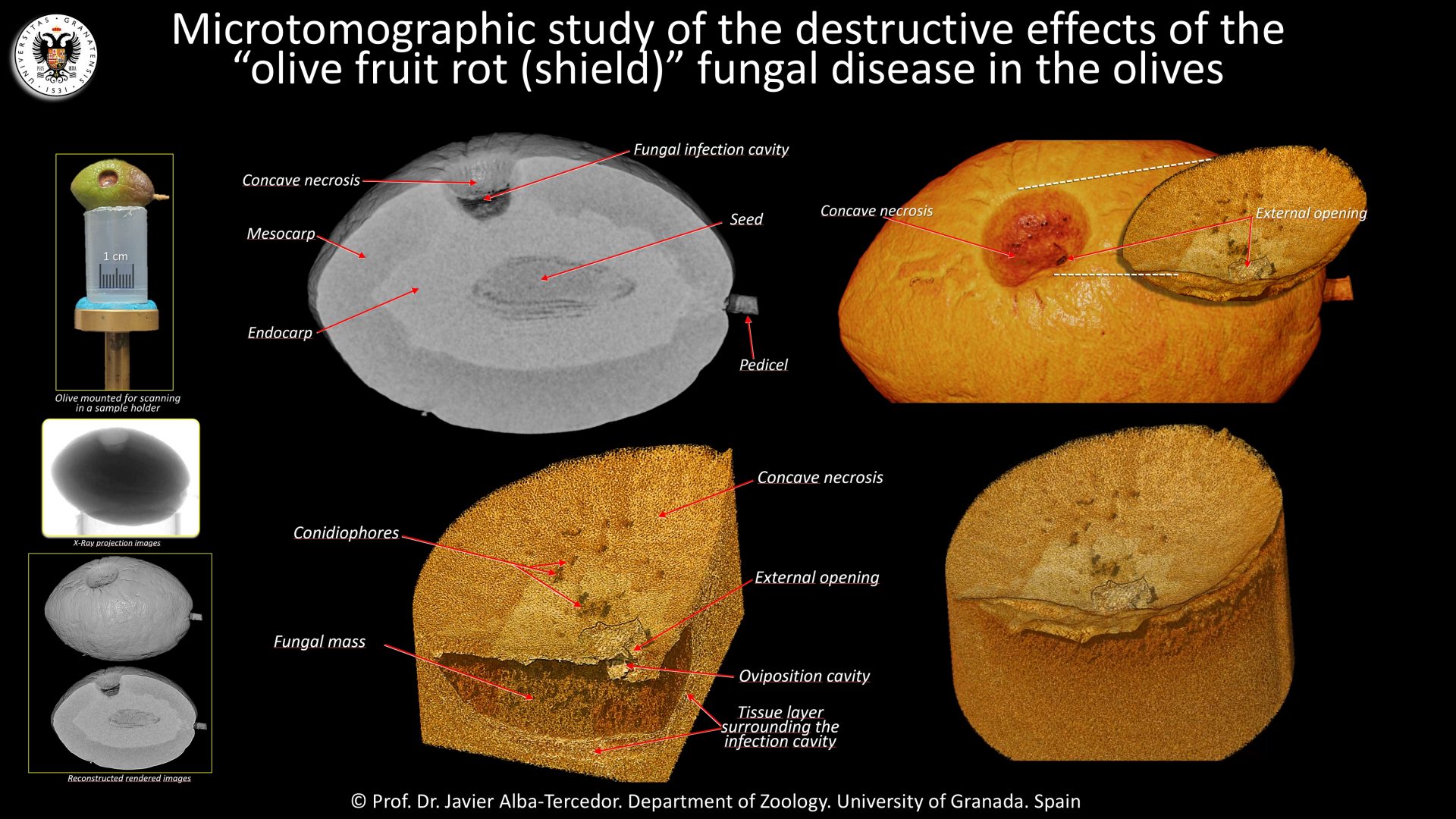 Researchers apply micro-computed tomography to look at damage in olives