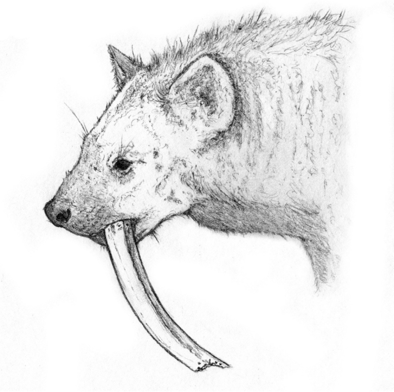 Representación de una Pachycrocuta brevirostris transportando un hueso. Dibujo: Juan José Rodríguez-Alba (coautor de este trabajo).