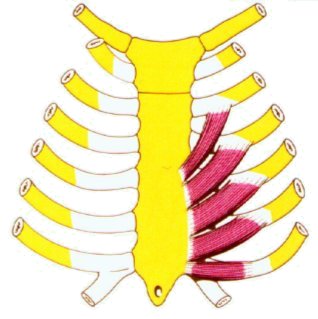 Musculos intercostales internos