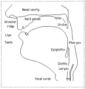 Phonetics